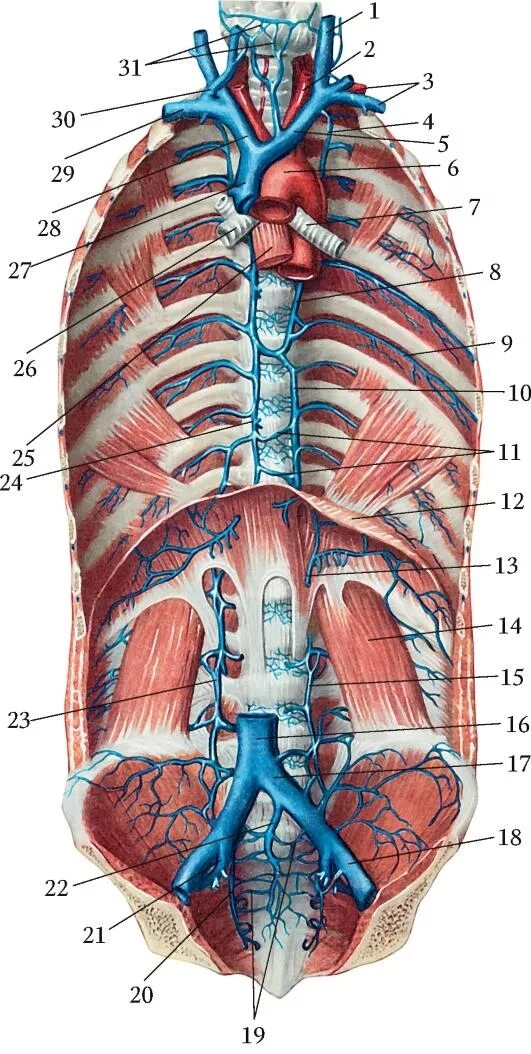 Верхняя полая Вена непарная Вена. Верхняя полая Вена анатомия. Аорта нижняя полая Вена верхняя полая. Нижняя полая Вена (v. Cava inferior).
