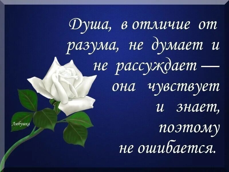 Верить надо в разум ну а жить душой. Разум и душа стихи. Разум афоризмы. Статусы о разуме. Слова думать размышлять