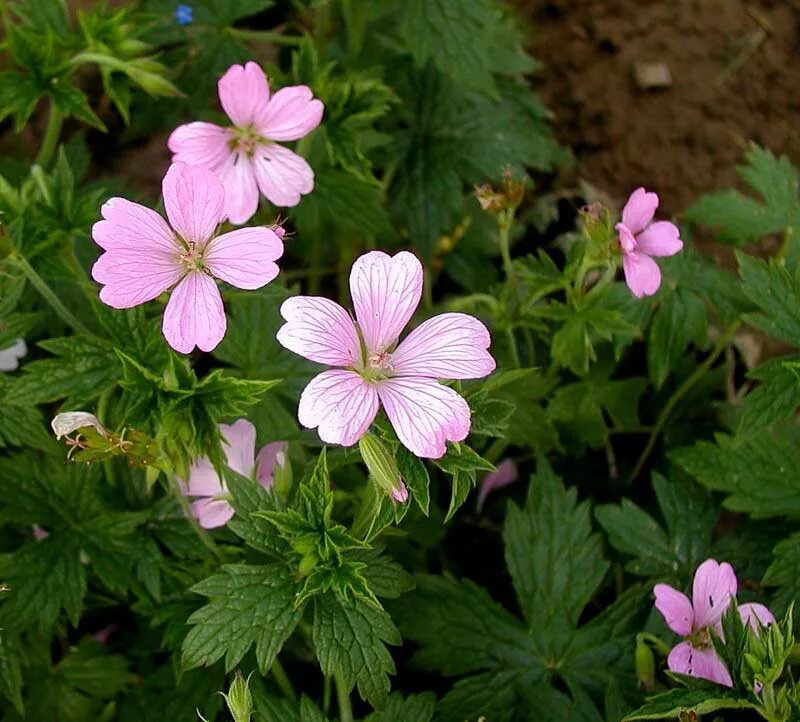 Герань Варгрейв Пинк. Герань endressii ‘Wargrave Pink’. Герань Geranium splendens. Geranium endressii — герань Эндриса.