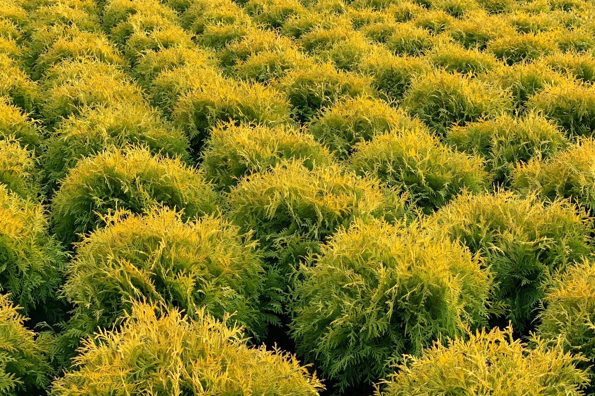 Туя Даника Ауреа. Туя Западная Голден Глоб. Туя Западная Thuja occidentalis “Golden Globe”. Туя Голден Даника.