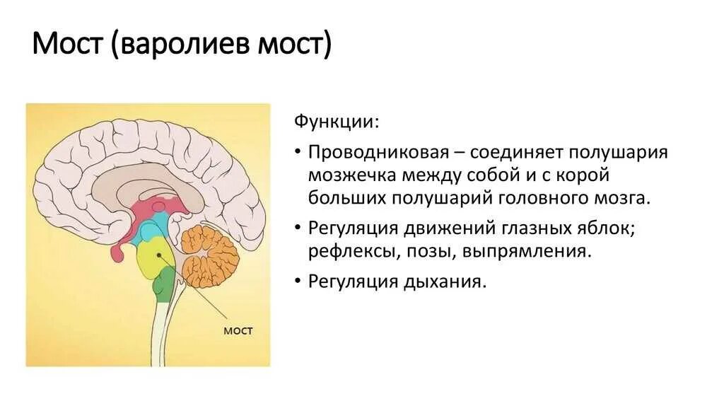 Мост строение. Функции головного мозга варолиев мост. строение головного мозга варолиев мост. функции варолиева моста анатомия. строение и функции варолиева моста.