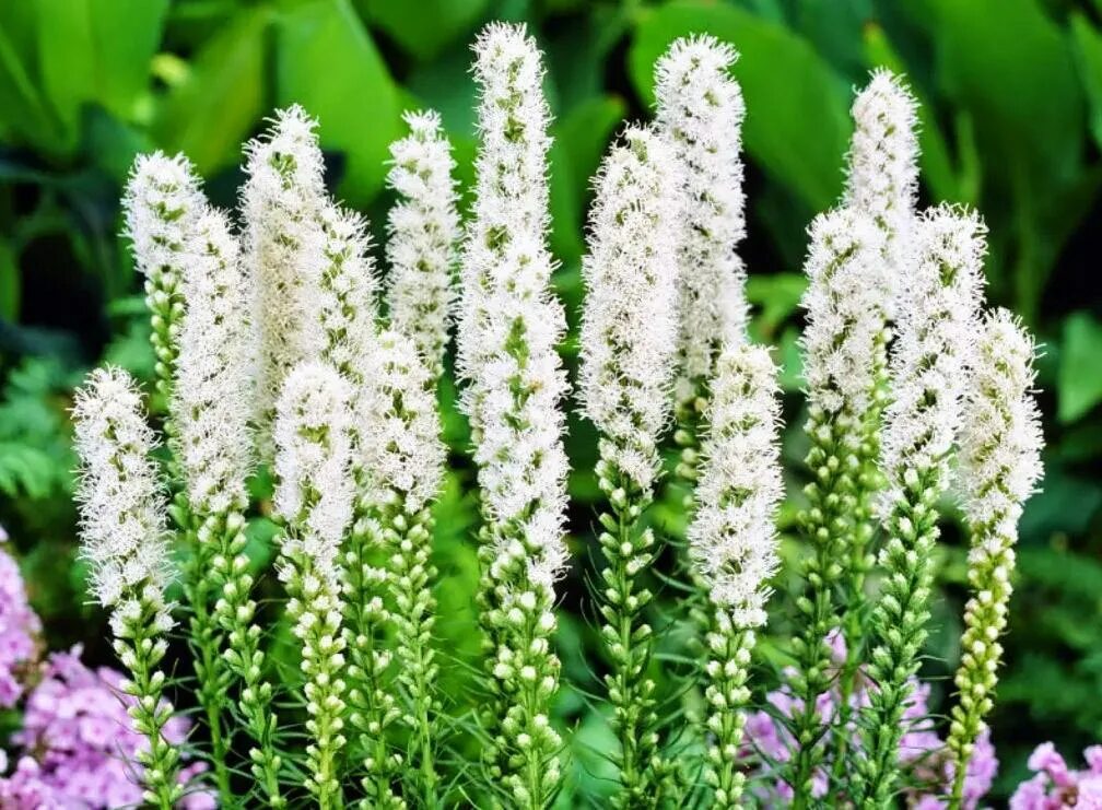 Многолетние цветы 30 см. Лиатрис колосковый (Liatris spicata `Alba`). Лиатрис спиката spicata. Лиатрис колосковый Floristan Weiss.