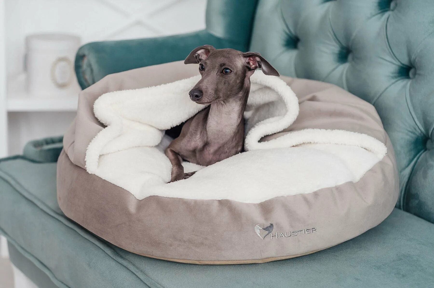 Собачья кровать для человека. Лежак Luxury cozy Dog. Лежанка для собак Haustier. Лежанка с одеялом для собаки. Лежанка для уиппета.