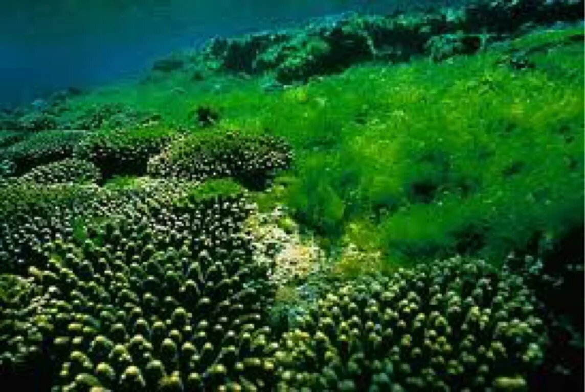 Водоросли освоили среду обитания. Хлорелла водоросль. Перифитонные водоросли. Зеленые морские водоросли. Растения водной среды.
