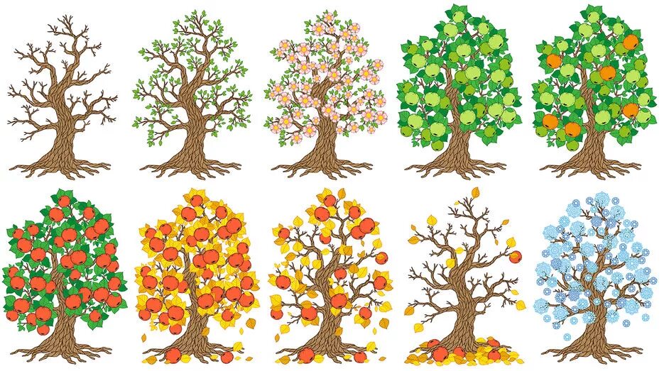 Яблоня в разные времена года. Дерево по сезонам. Деревья с разным настроением. Vremya goda derevo. Деревья в разные времена года для дошкольников.