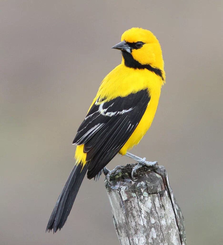 Птица с желтыми полосками на крыльях. Желтобрюхая Иволга. Yellow Oriole (Icterus nigrogularis). Icterus nigrogularis. Желтобрюхая синица.