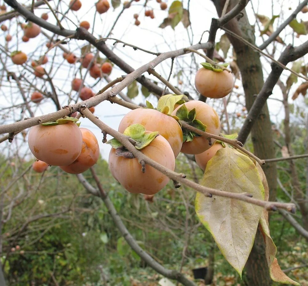 Diospyros virginiana. Саженцы хурма виргинская. Хурма листопадное дерево?. Хурма виргинская высота дерева.