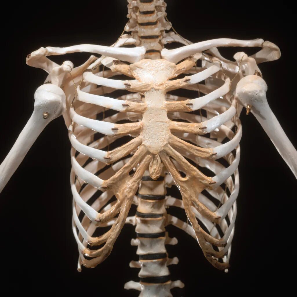 Амортизация скелета. Скелет грудной клетки ребра. Ребра анатомия. Грудная клетка (скелет, соединение костей, мышцы).. Человеческая грудная клетка скелет.