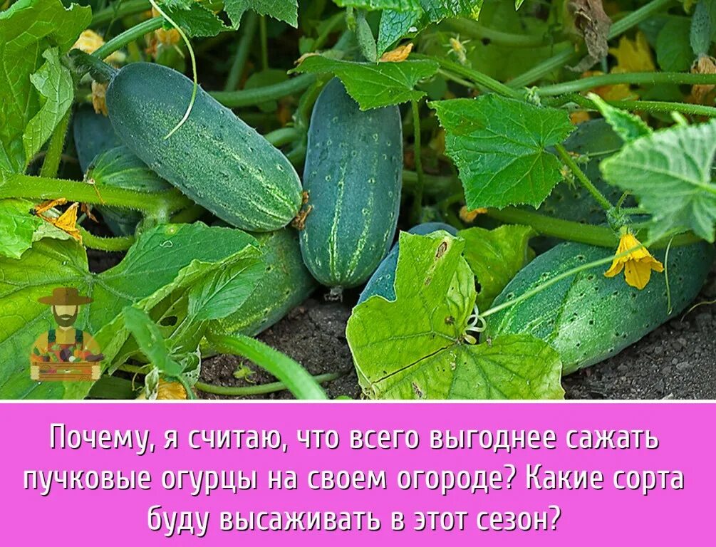 огурец багаевский сорт. как правильно ухаживать за огурцами. сорт огурцов крит f1. посадка огурцов в открытый грунт. огурец огурец клавдия f1.