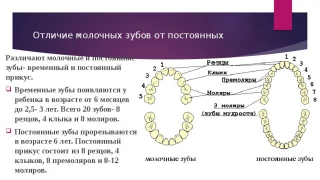 Как отличить молочные. Строение молочных зубов у детей анатомия. Временные и постоянные зубы. Различия временных и постоянных зубов. Отличие молочных зубов от постоянных.