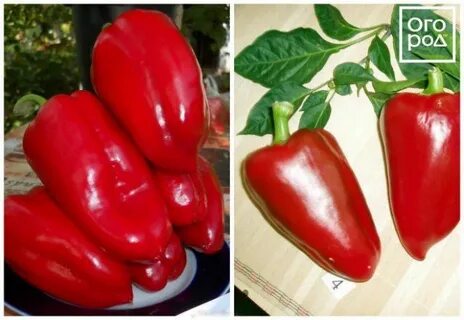 Какой самый хороший сорт перца