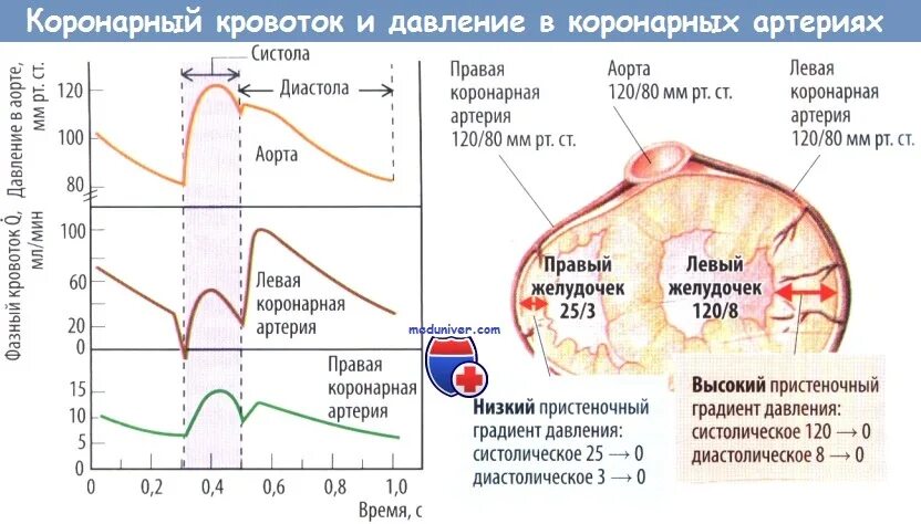 Давление в коронарных артериях. Коронарный кровоток в диастолу. График коронарного кровотока. Коронарный кровоток желудочков в диастолу.