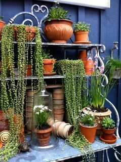 Plants 2015