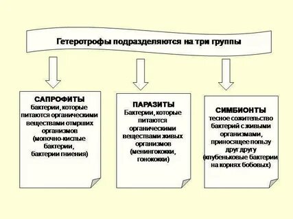В чем различие между сапрофитами и паразитами