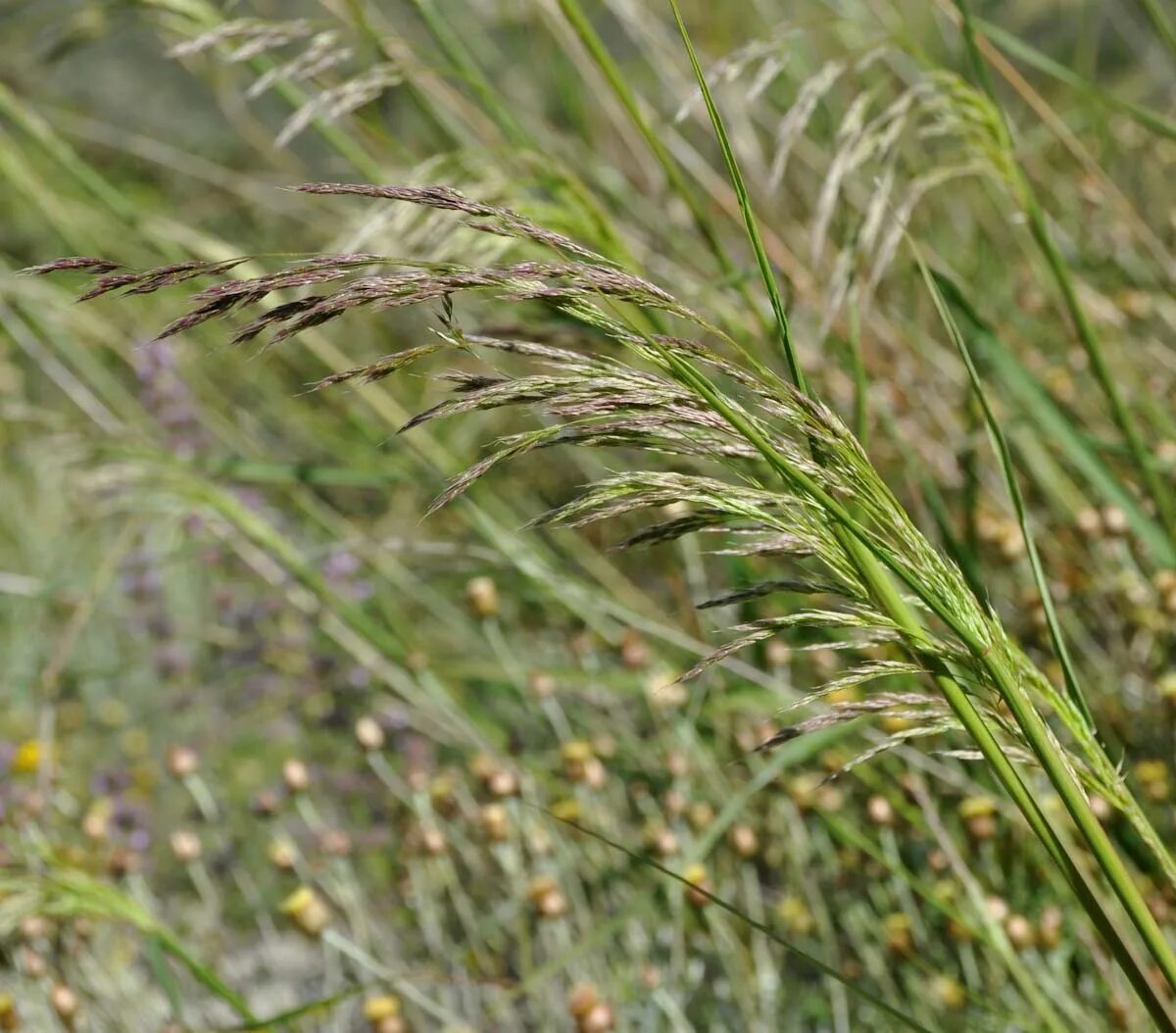 Отдел злаковых. Мятликовые (Poaceae). Poaceae семейство. Мятликовые овес. Мятликовые (подсемейство).