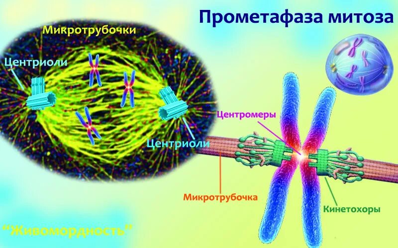 Вещество разрушающее микротрубочки веретена деления. Центриоли и центромеры. Центриоли Веретено деления. Микротрубочки митотического веретена. Центриоли и микротрубочки.