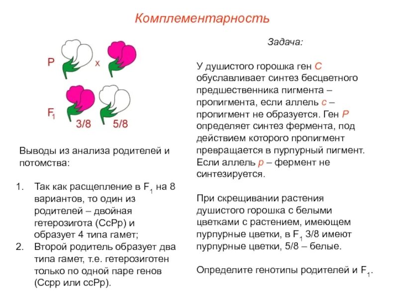 Аллели цветы. Наследование окраски венчика у душистого горошка. Душистый горошек схема посадки. Генетика душистый горошек. При скрещивании гороха образующего