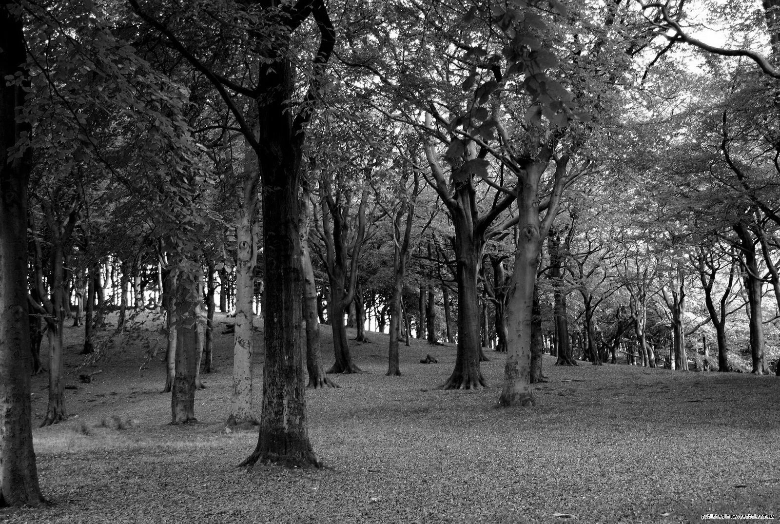 Есть в старом парке черный. Черно белая осень. Осень в черно белых тонах. Темный парк. Осенний лес черно белый.