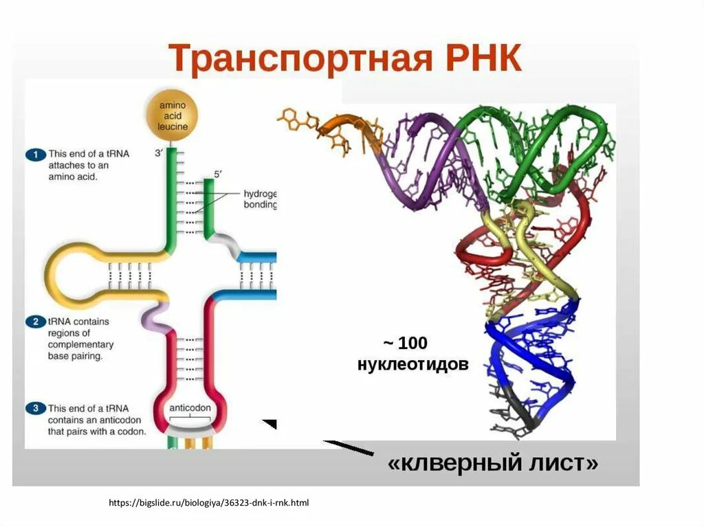 Молекула РНК строение и функции. Строение ИРНК ТРНК РРНК. Транспортная РНК (ТРНК). ТРНК Валин.