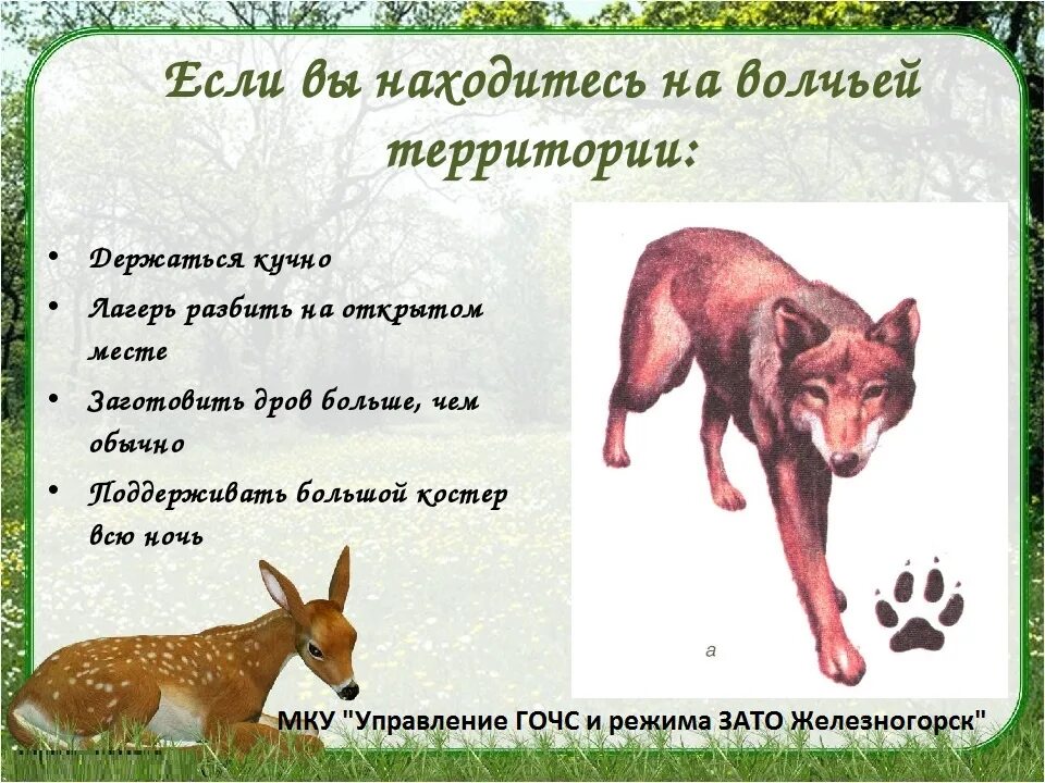 Дикие животные обж 8 класс. Поведение при в стречис дикими животными. безопасность при встрече с дикими животными. обж при встрече с дикими животными. безопасность при встрече с дикими животными в природных условиях.