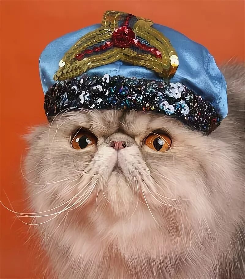 Кошка султана. Кот в чалме. Персидский кот в шапке. Кот Султан. Персидский кот в короне.