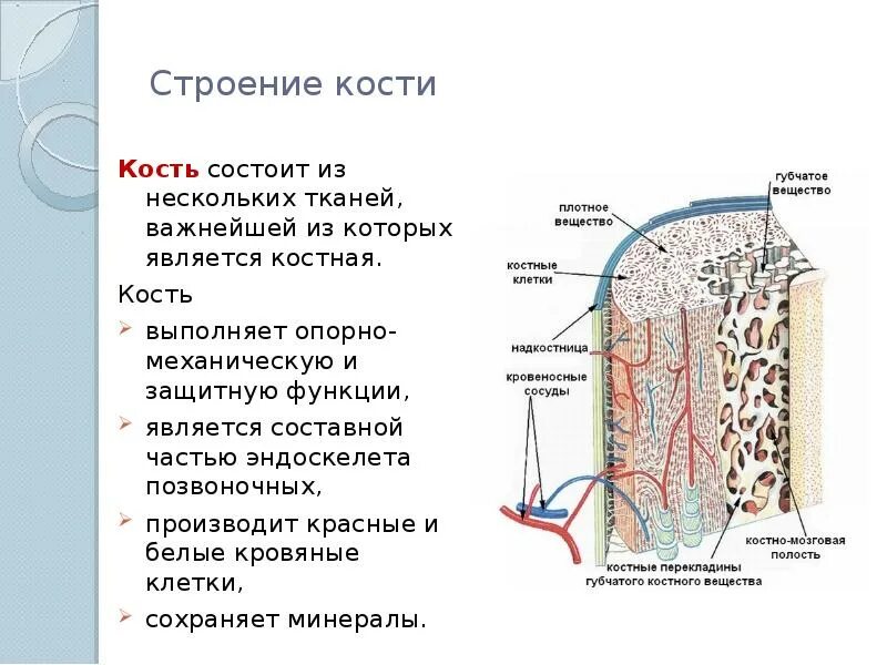 Строение кости взрослого человека. Строение кости. Строение кости анатомия. Внутреннее строение кости. Строение кости биология.