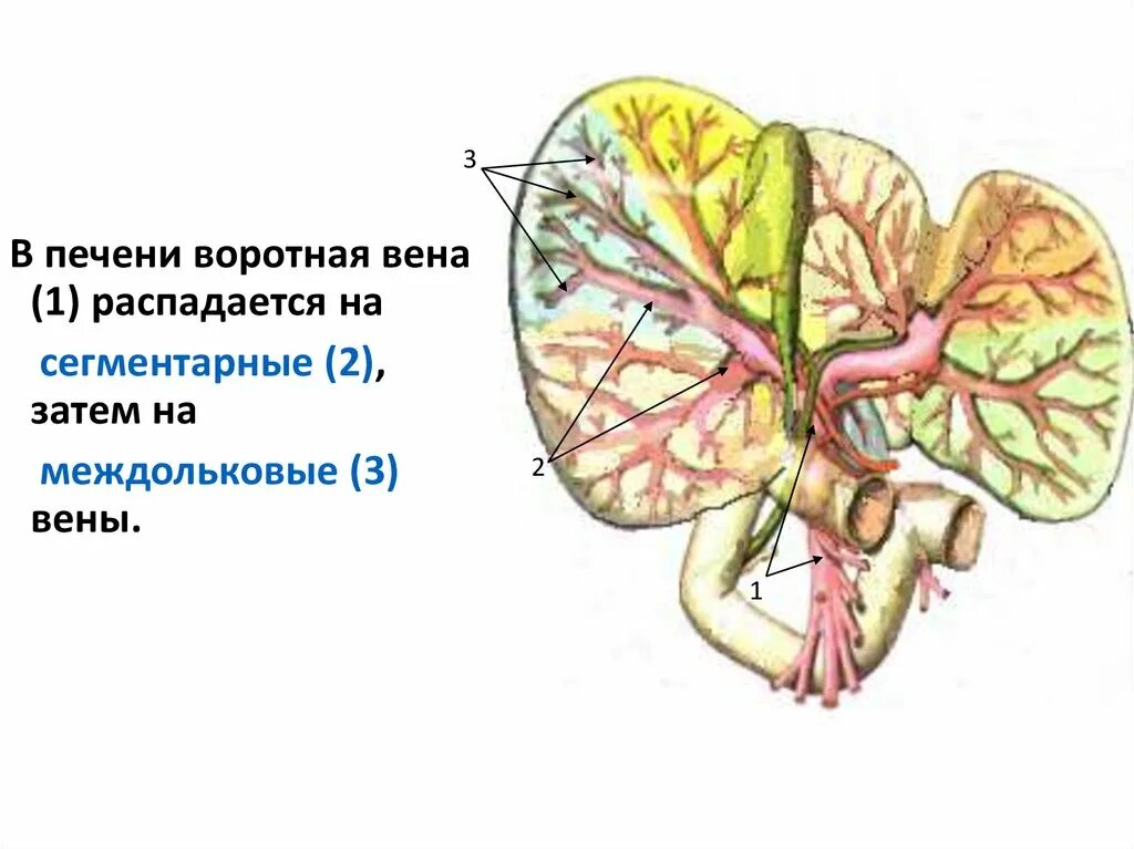 Какая вена в печени. Сегментарные ветви воротной вены. Воротная Вена печени и печеночная Вена. Воротная Вена печени ветви. Портальная Вена печени.