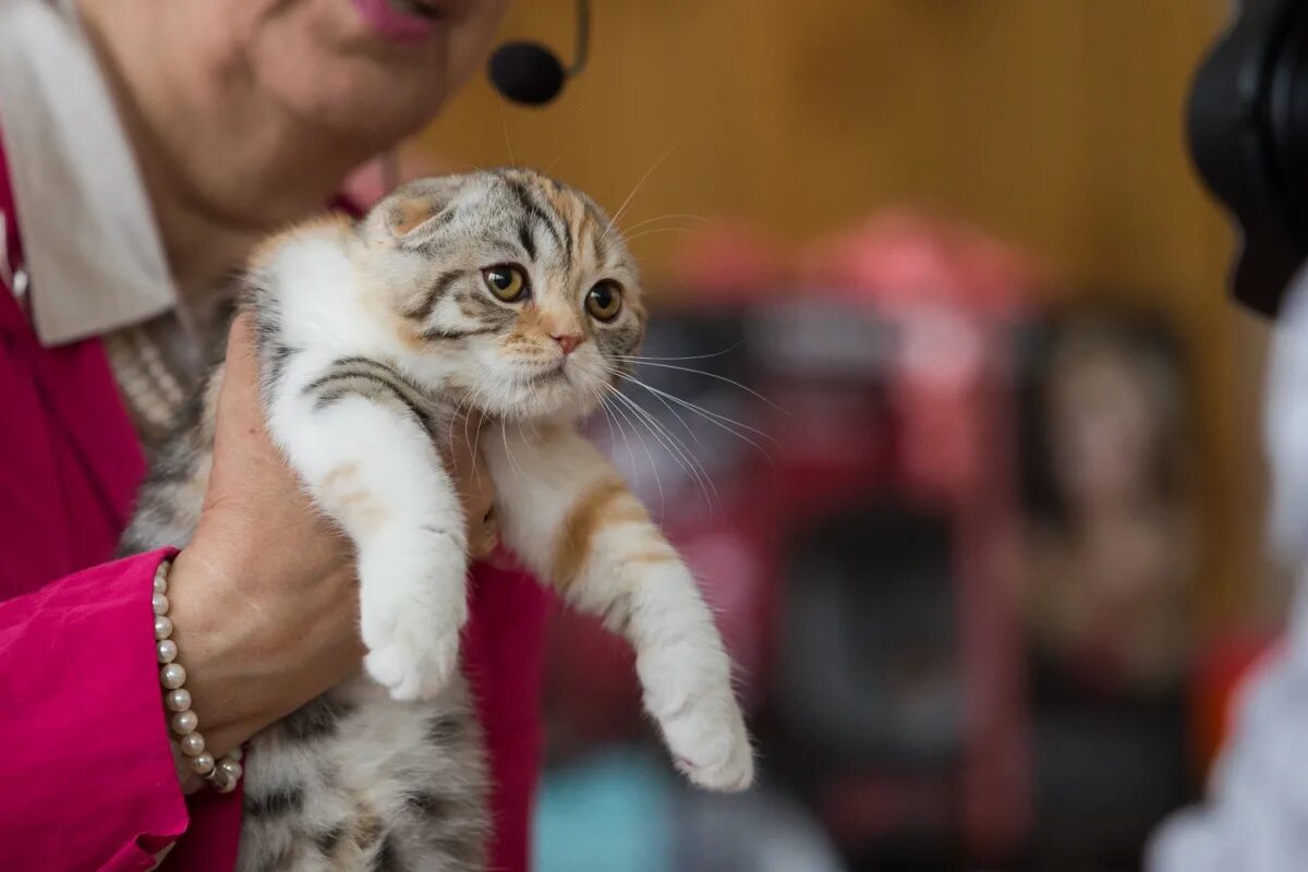 Выставка кошек йошкар ола. Выставка кошек. Выставка кошек ВДНХ. Выставка кошек Новосибирск. Выставка кошек фотографии.