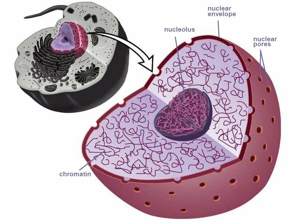 Извлечение соматического ядра клетки. Nucleolus of Cell. Строение ядрышка гистология. Ядро клетки. Хроматин в ядре клетки.