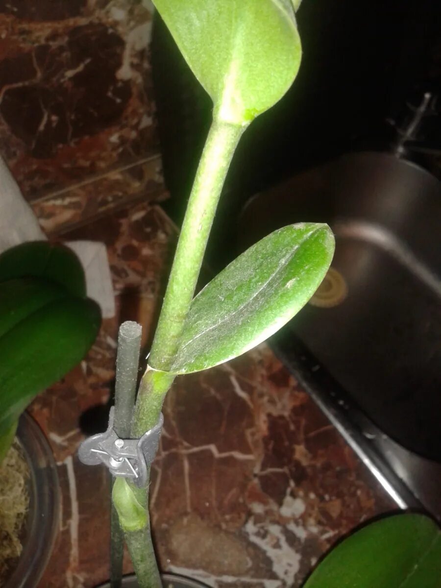 Орхидея фаленопсис выпустила цветонос. Фаленопсис детка на цветоносе. Орхидея фаленопсис цветонос. Орхидея лист на цветоносе. Орхидея фаленопсис детка.