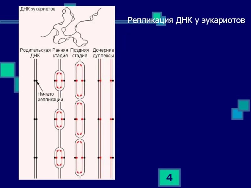Особенности репликации у эукариот. Инициация репликации у эукариот. Схема репликации днк эукариот. Репликация днк у прокариот. Изучите схему репликации днк эукариот.
