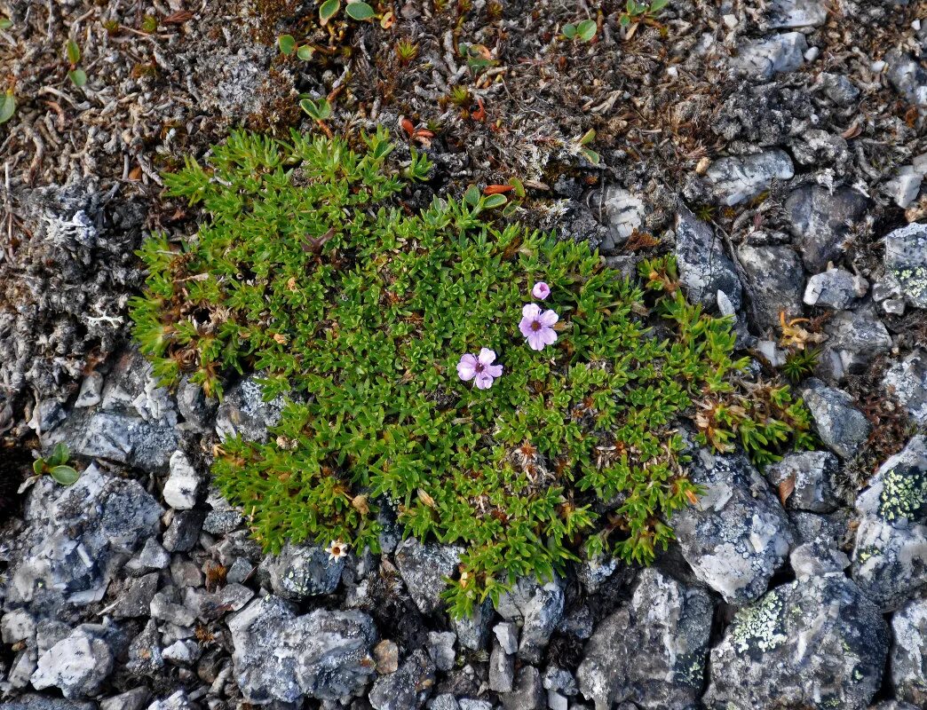 Растения мурманской. Фиолетовые цветы кольского полуострова. Rubus chamaemorus. Растения мурманской. Растения мурманска.