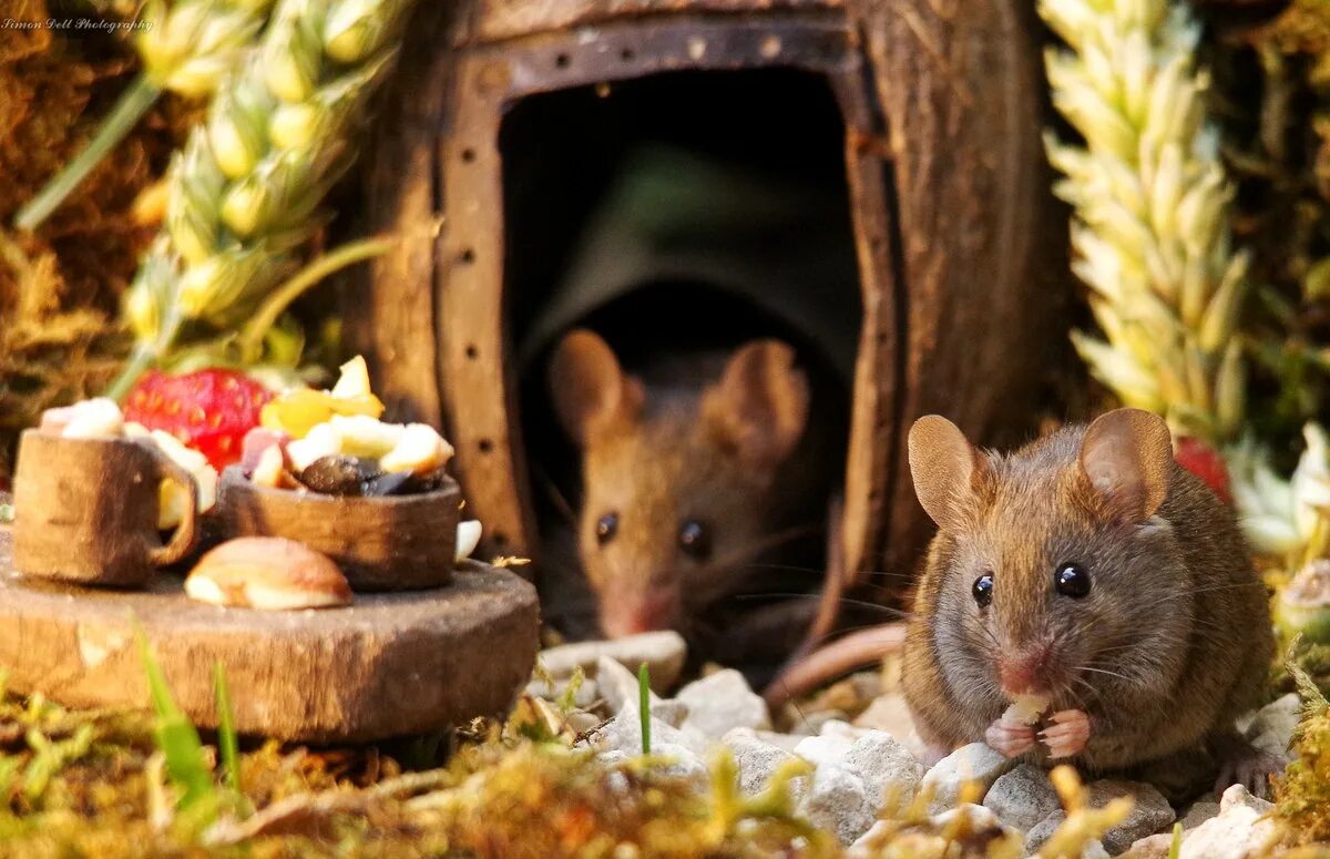 Сад мыши. Домики мышей в природе. Мыши в саду. Домик мышки. Мышки в домиках природа.