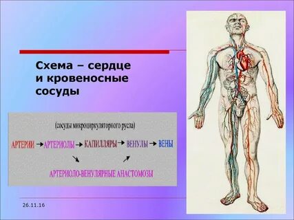 К какой системе органов относятся сосуды