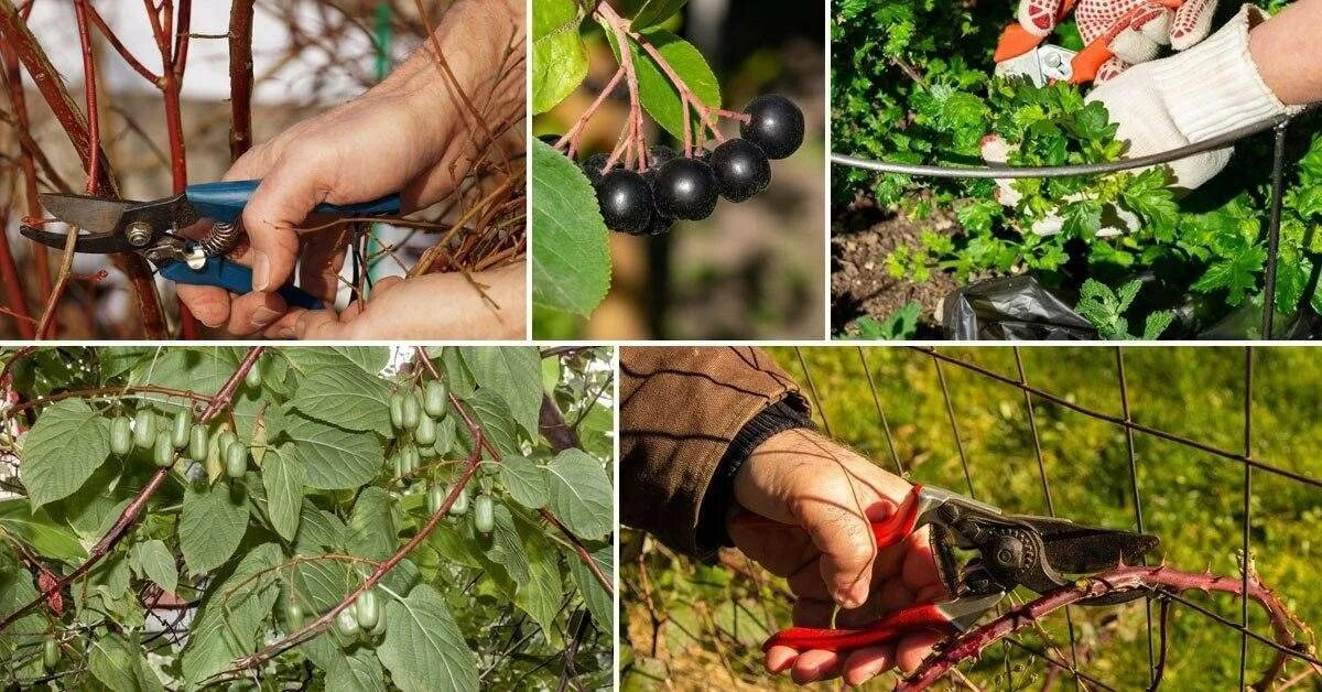 Весенняя обработка крыжовника и смородины. Ягодные кустарники малина смородина крыжовник. Весенняя обрезка смородины и крыжовника. Плодовые кустарники (смородина, крыжовник, жимолость). Секатор смородины крыжовника.