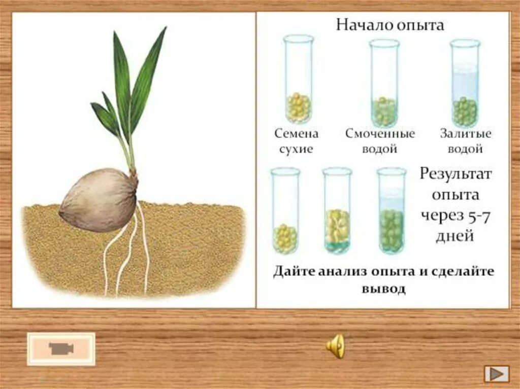 Опыт прорастание семян 6 класс биология. Условия прорастания семян опыт. Биология опыт прорастания семян гороха. Прорастание семян пшеницы 6 класс. Условия для прорастания семян всех без исключения