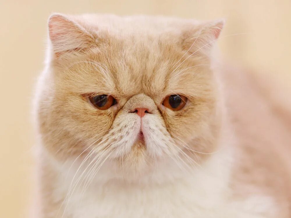 Экзот кошка. Британская кошка экзот. Шотландская вислоухая кошка с приплюснутой мордой. Экзот ред Пойнт.