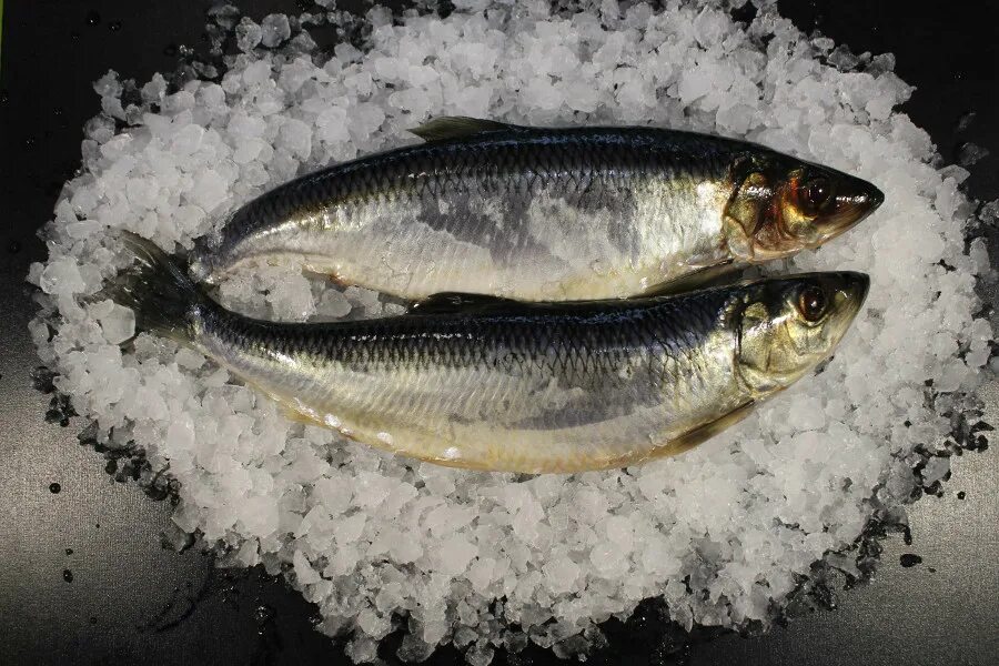 селедка свежемороженая. филе иваси. замороженная селедка посолить. чешуя сельди. сельдь иваси пряного посола.