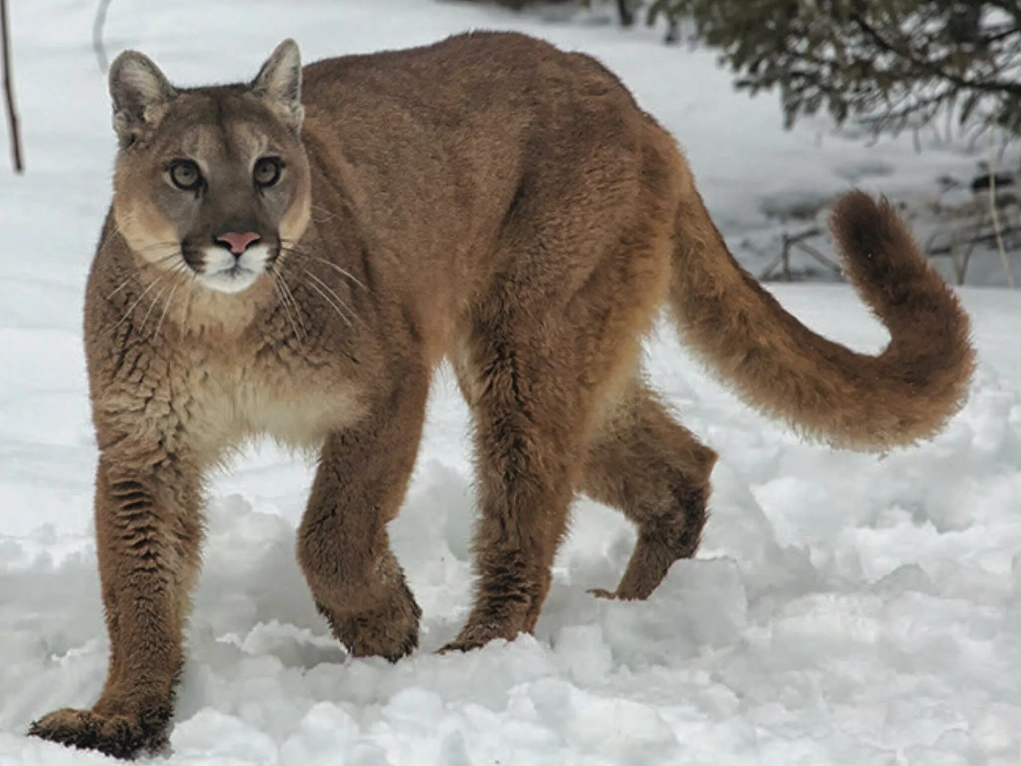 Кугуар. Горный Лев маскировка. Mountain Lion в силиконовой долине. Дон Педро горный Лев. Полное название пумы