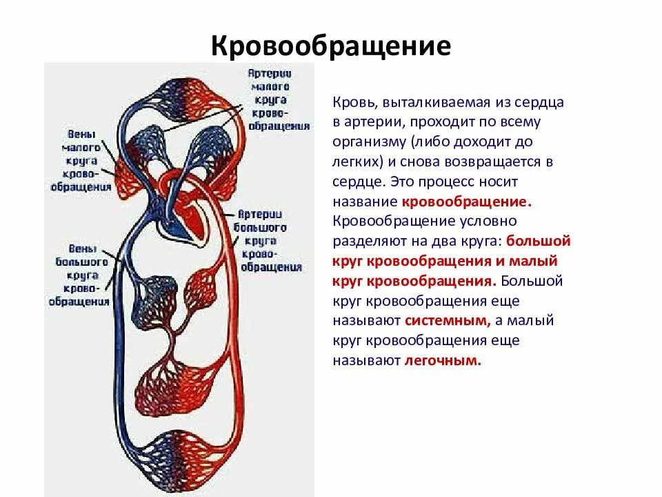 В какую систему органов входит сердце. Схема строения кровеносной системы человека биология 8 класс. Сердечно-сосудистые система физиология сердца круга кровообращения. Общая схема кровообращения. Функции сердечно-сосудистой системы.. Кровеносная система сосуды сердце схема.