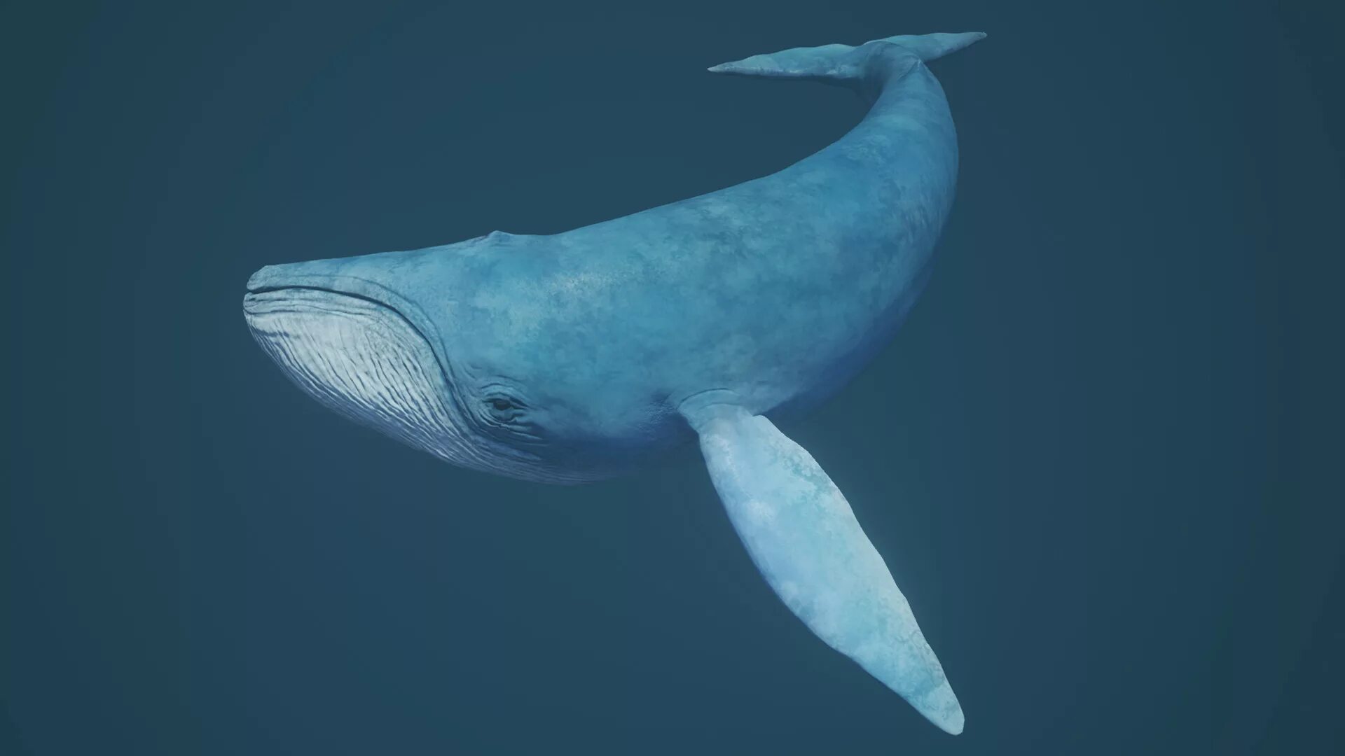 Легендарный кит. Голубой кит Balaenoptera musculus. Синий кит блювал. Финвал сельдяной кит. Китообразные синий кит.