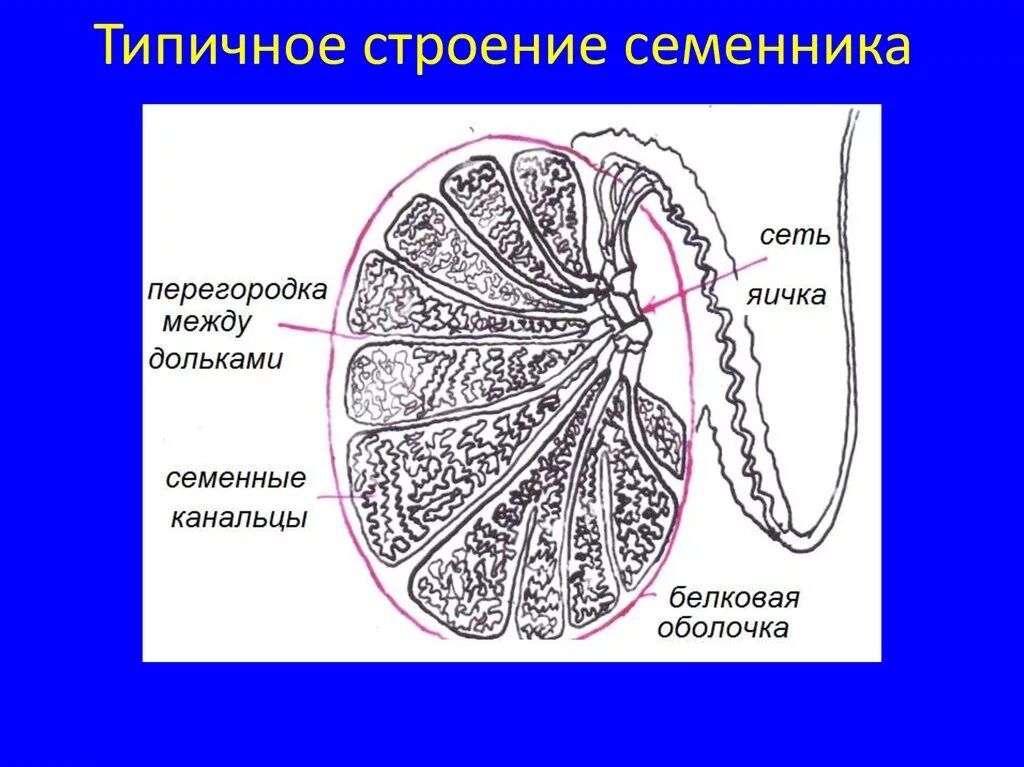 Образование придатка яичка. Строение яичка анатомия рисунок. Строение семенного канальца семенников млекопитающих.. Строение семенника анатомия. Строение семенников человека.