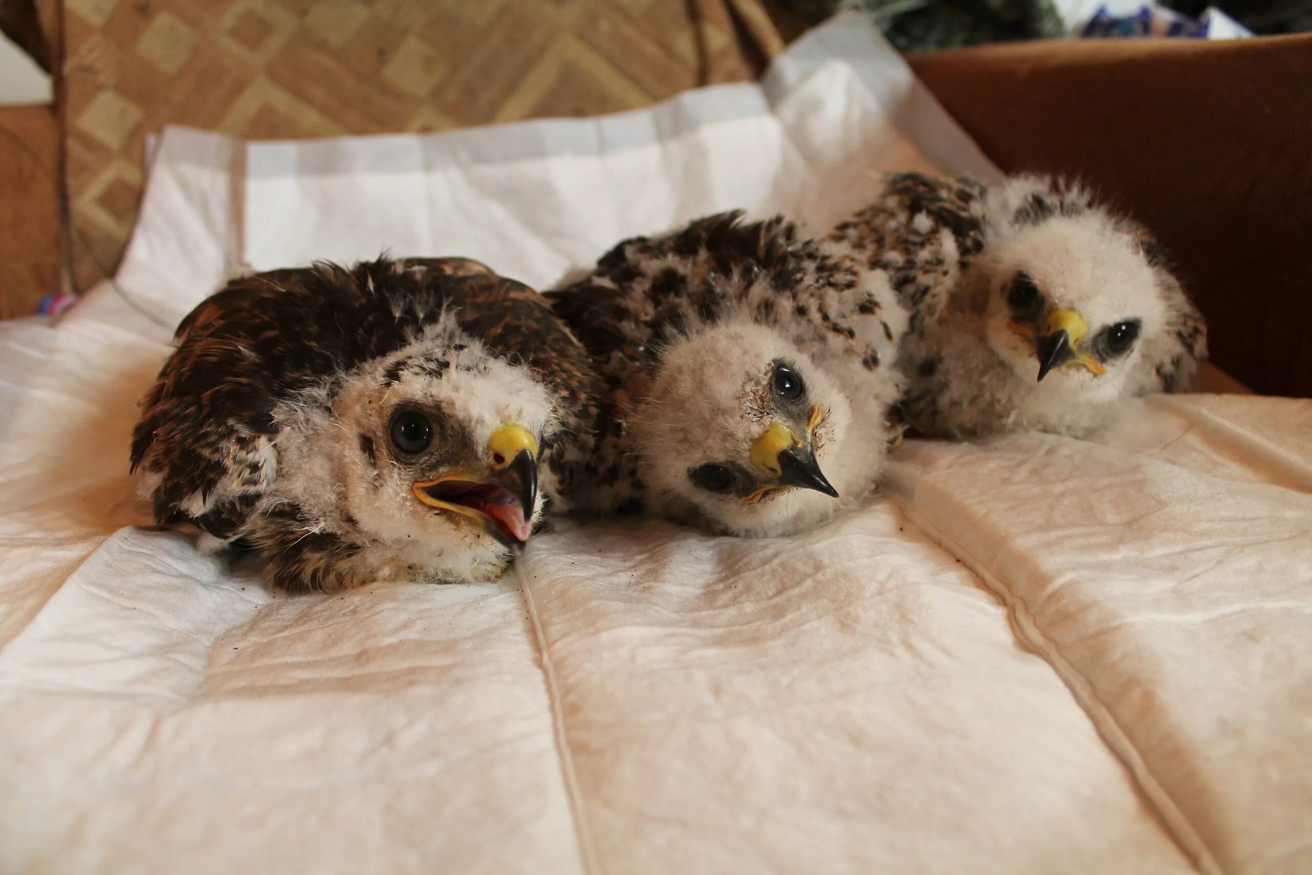 Хищный птенец. Птенец орла. Птенцы орла в гнезде. Птица венценосный орел. Беркут птица гнездо.