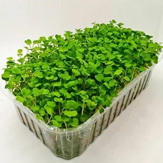 Микрозелень ижевск