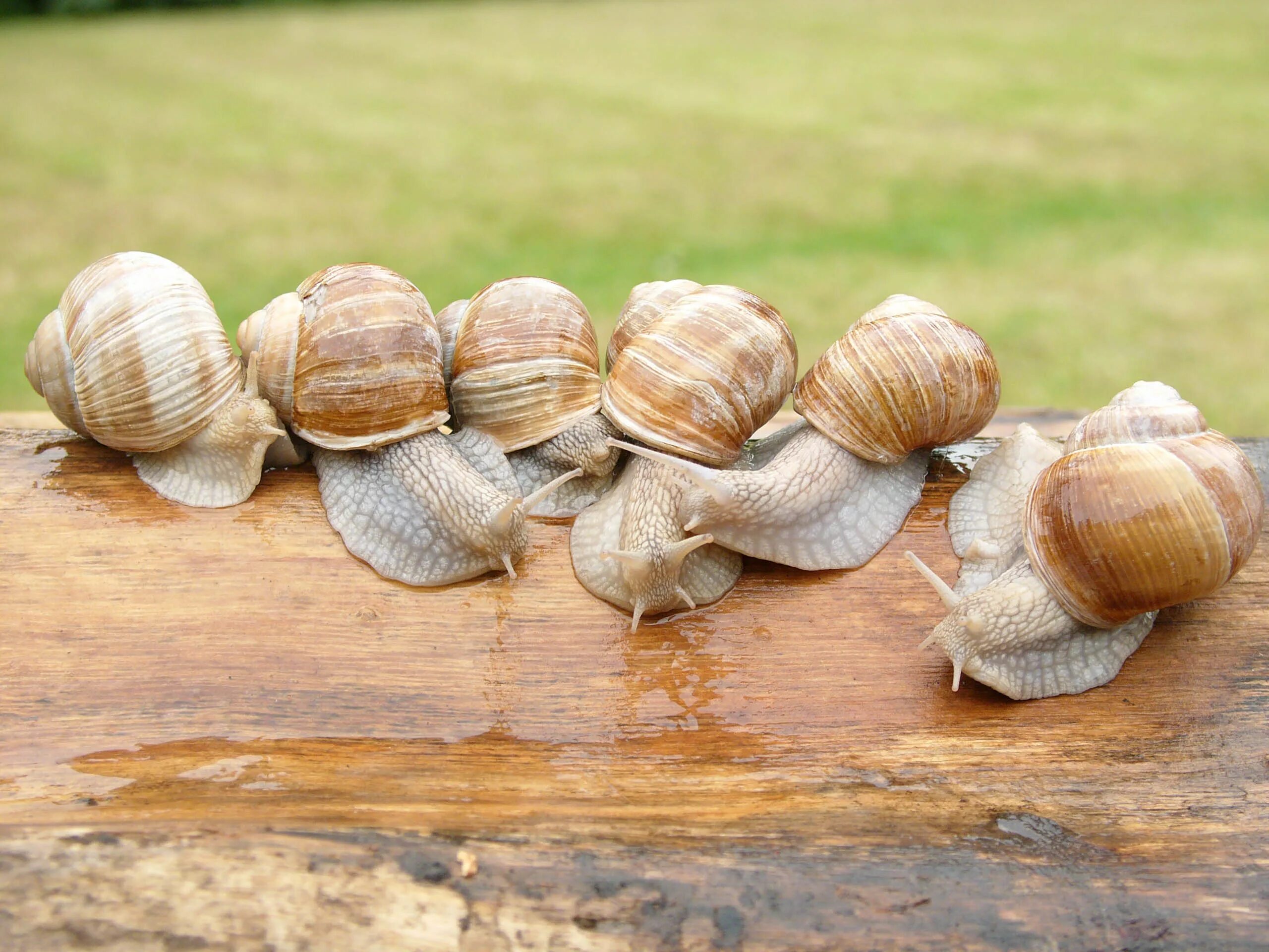 Виноградная улитка наземная. Улитка Helix pomatia. Виноградная улитка. Виноградная улитка поматия. Виноградная улитка Хеликс.