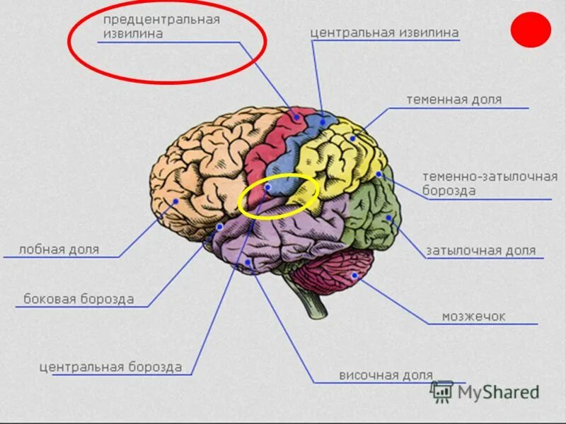 Сколько извилин в мозгах