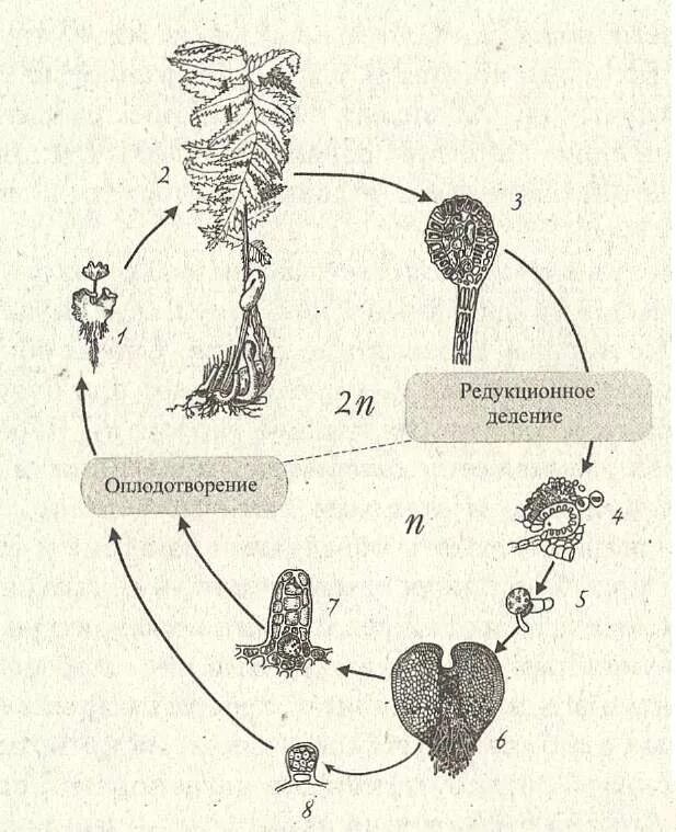 Деление клеток архегония. Цикл развития равноспорового папоротника. Цикл развития разноспоровых растений. Жизненный цикл равноспоровых растений. Жизненный цикл разноспоровых папоротников.