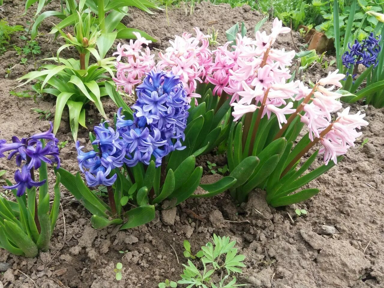 Низкорослые луковичные цветы. Iris reticulata harmony ирис сетч. Низкорослые луковичные цветы. Низкорослые луковичные цветы. Ирис сетчатый паулина.