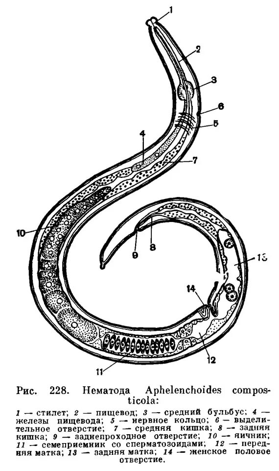 круглые черви нематоды строение. жизнь нематода. нематоды c. жизнь нематода. черви-паразиты нематоды.