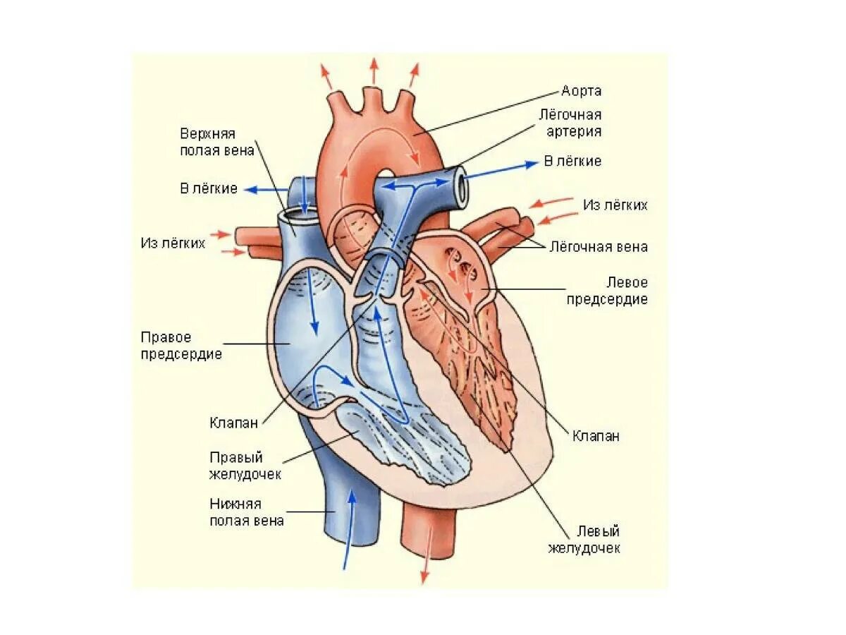 Название крови в правой части сердца. Строение сердца с клапанами схема. Строение сердца движение крови. Схема потоков крови в сердце. Строение сердца и движение крови по сосудам.